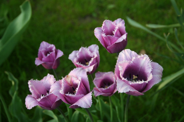 春天花园里开着紫色和白色的花图片下载