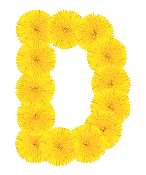 字母D由蒲公英制成图片下载