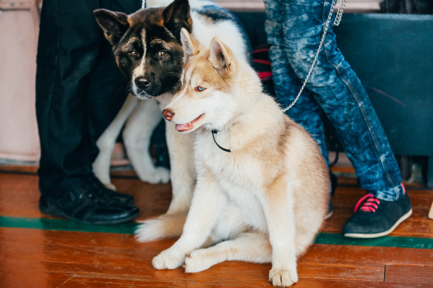 年轻快乐的哈士奇、爱斯基摩犬和美国秋田犬素材图片