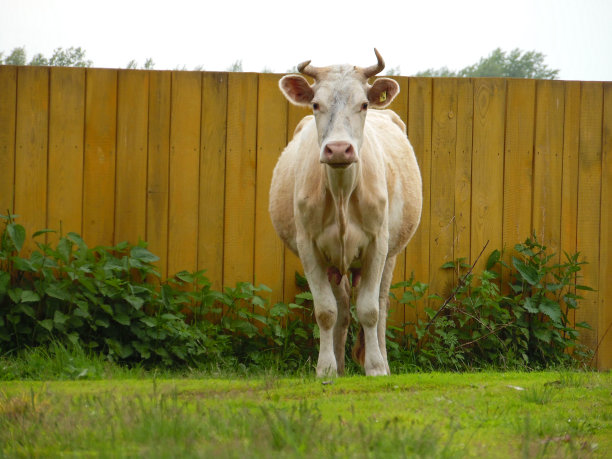 ???????？图片下载