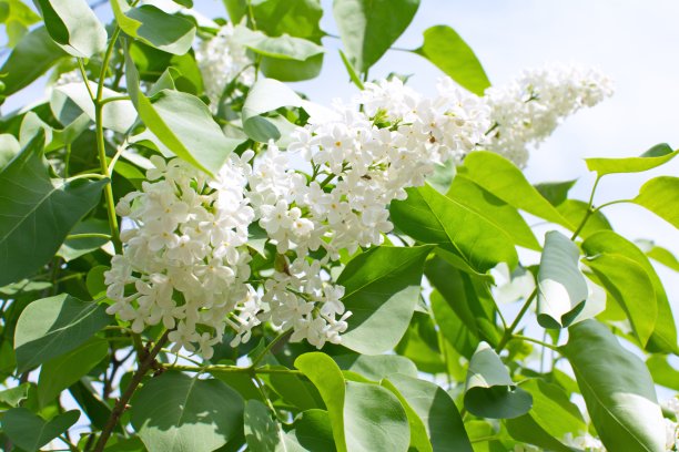 白色的淡紫色图片下载