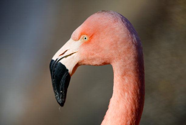 鸟类特写:小火烈鸟图片下载