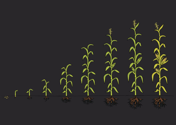 玉米发展图。的发展阶段图片下载