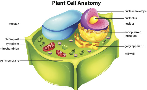 植物细胞结构图片下载