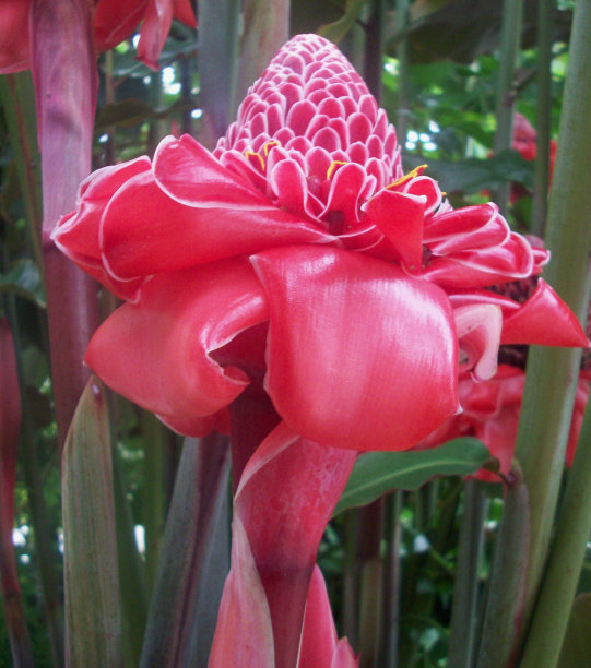 火炬手姜花图片下载