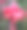 火炬手姜花图片下载