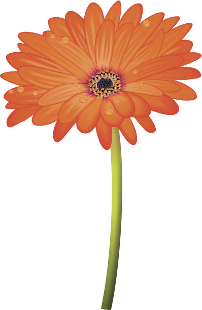 橙色大丁草黛西图片下载