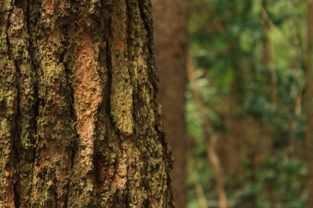 树在热带雨林图片下载