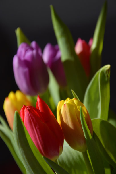 图尔彭图片下载