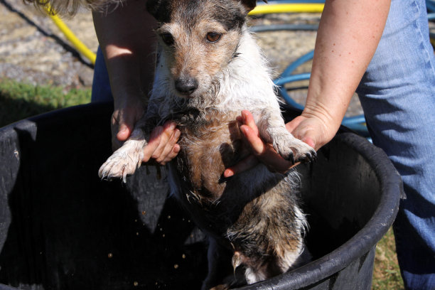 杰克·罗素正在洗澡图片下载