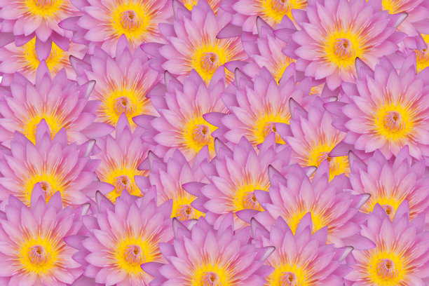 荷花壁纸图片下载