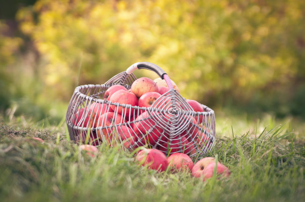 篮子里的苹果图片下载