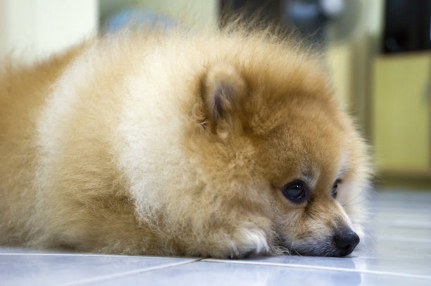 博美犬可爱的宠物睡在地板上的特写图片下载