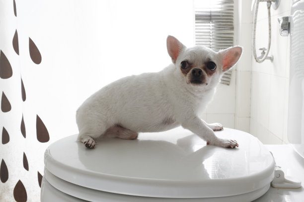 狗在浴室图片下载