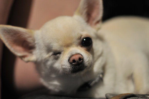 独眼吉娃娃小狗图片下载