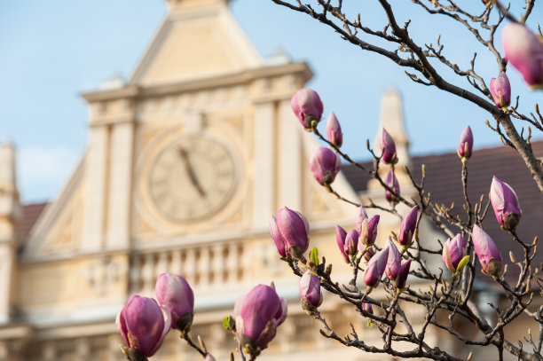 木兰的花图片下载