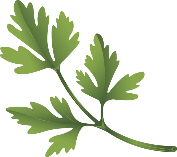 插图的欧芹图片下载