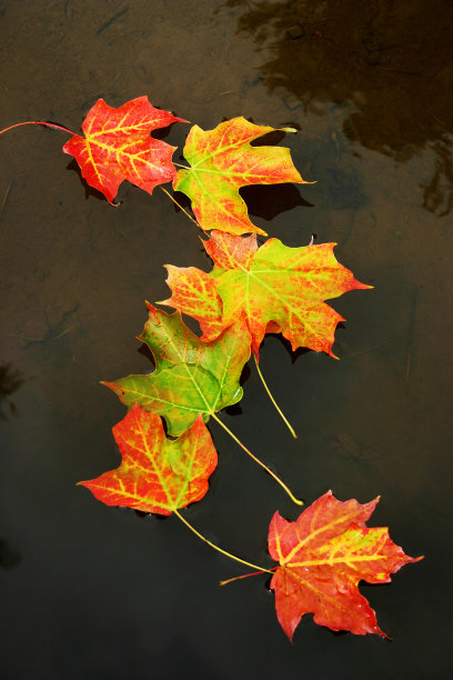 秋天的颜色图片下载