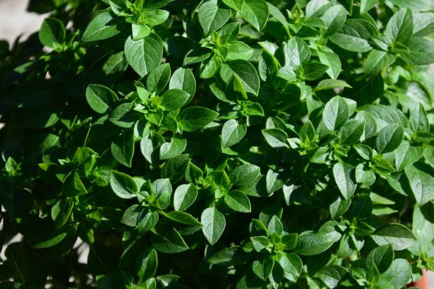 罗勒植物在普罗旺斯图片下载