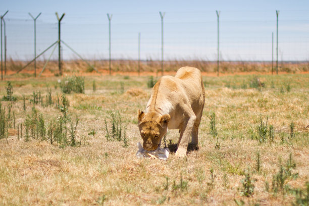 成年女性的狮子图片下载