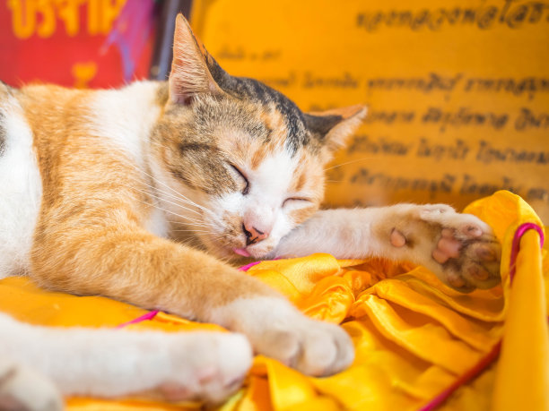 猫正在教堂里睡觉。图片下载