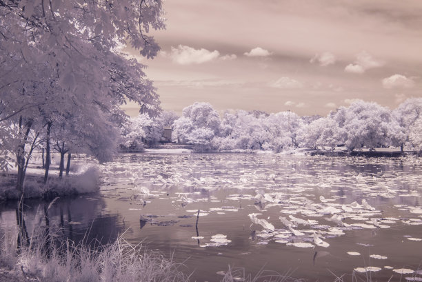 泰国曼谷公共公园的荷花池塘，红外线照片图片下载