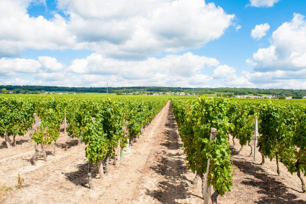 俯瞰葡萄园和蓝天素材图片