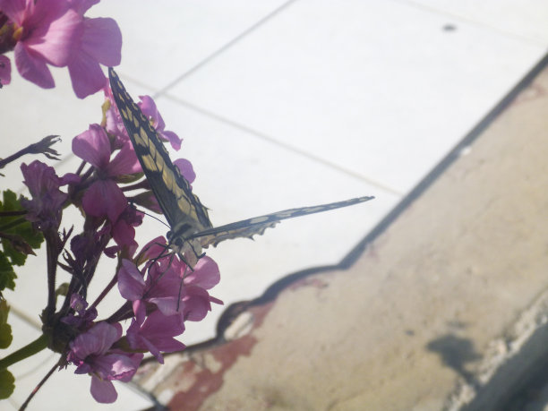 美丽的蝴蝶在希腊的花上图片下载