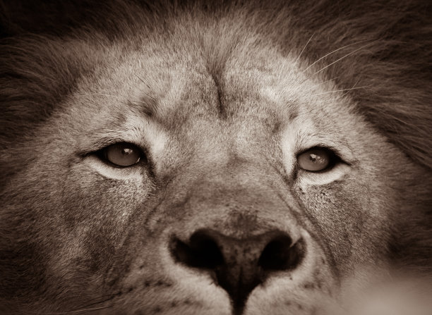 狮子的肖像图片下载