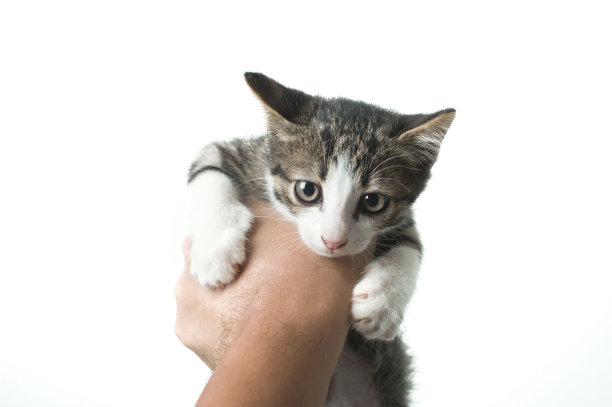 手里的小猫图片下载