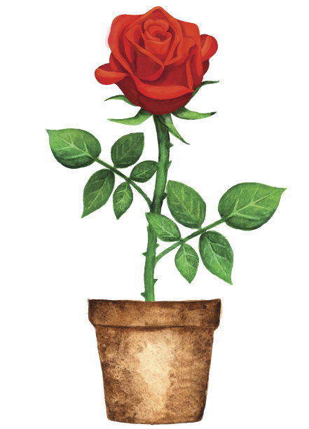 水彩画盆栽红玫瑰与绿色的叶子图片下载