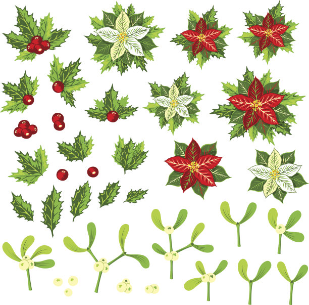 圣诞装饰元素:一品红、冬青、槲寄生。图片下载