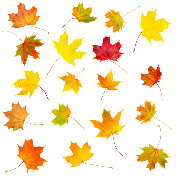 收集集美丽多彩的秋叶孤立在白色的背景图片下载