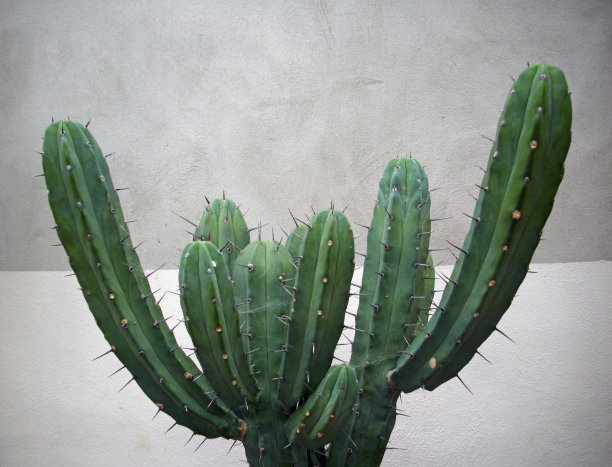 仙人掌图片下载