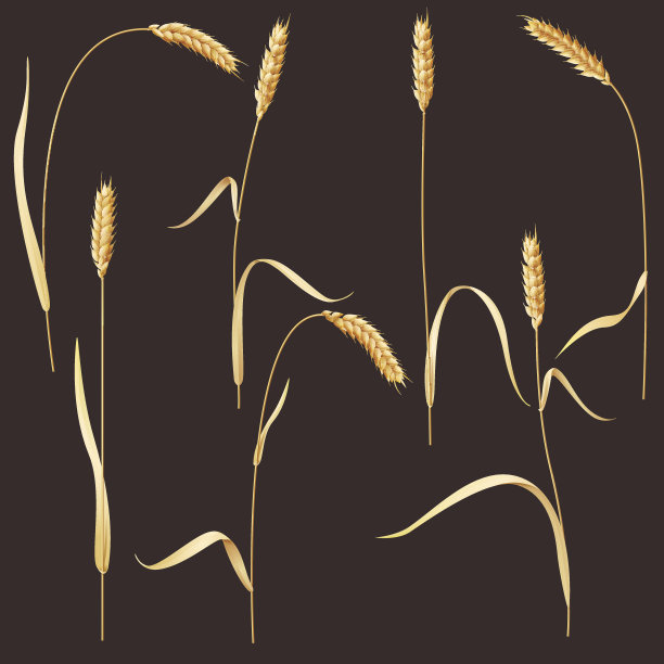 小麦的耳朵图片下载