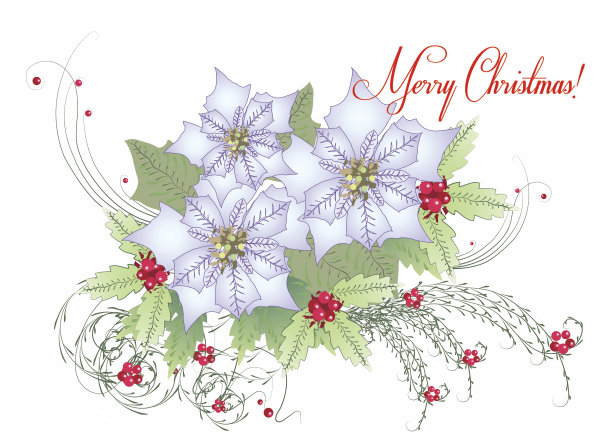 带有白色一品红的卡片图片下载