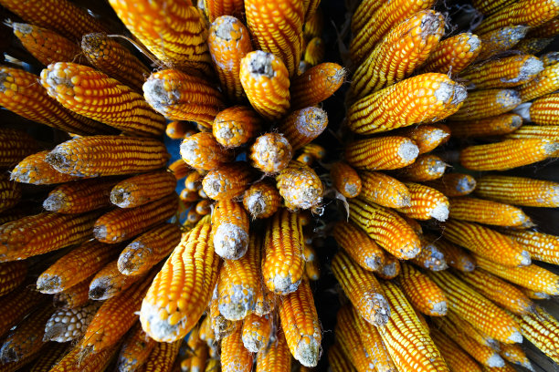 晾干的玉米被挂在屋顶上图片下载