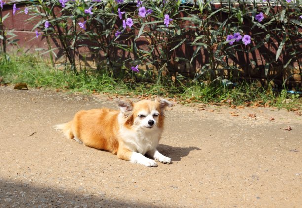 吉娃娃狗图片下载