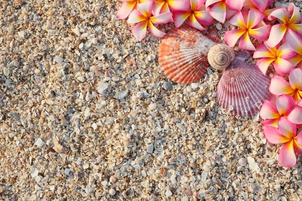 在贝壳碎片和沙子上的利拉瓦迪花图片下载