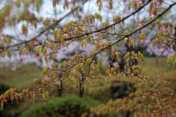 叶子上的水滴图片下载
