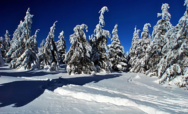 贝斯基迪山上有树图片下载