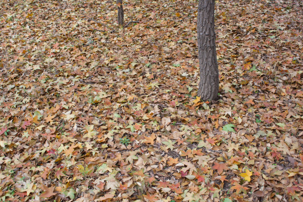 秋天的落叶图片下载