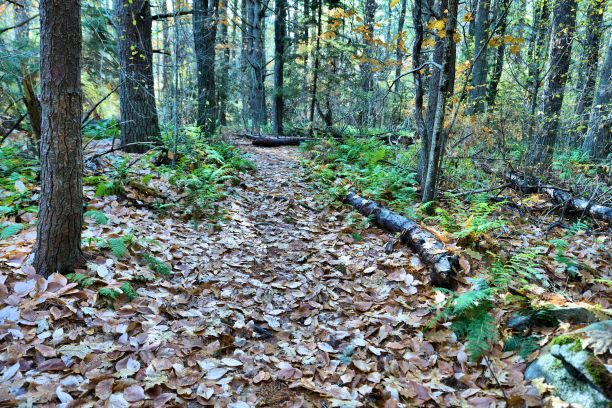 秋天的路图片下载