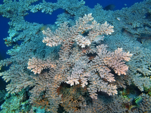 石珊瑚图片下载