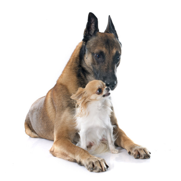 比利时牧羊犬和吉娃娃图片下载