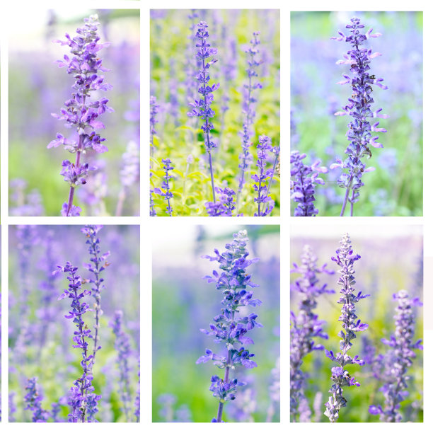 紫罗兰薰衣草花套装图片下载