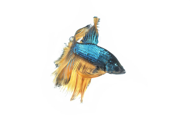 暹罗斗鱼图片下载