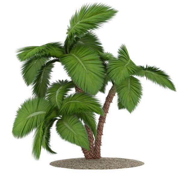 棕榈树图片下载