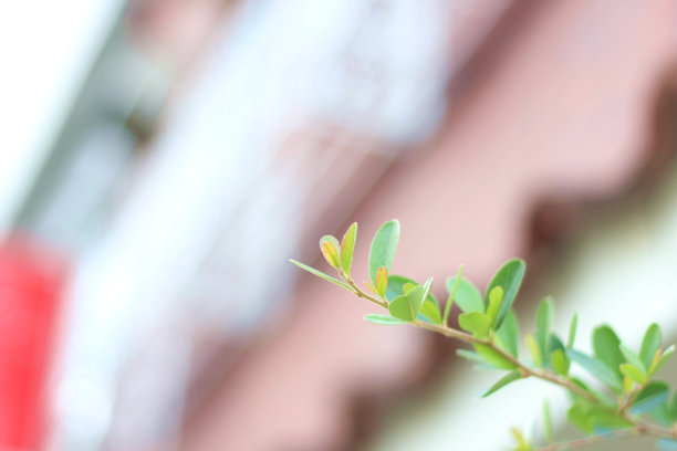 美丽，充满活力的绿色植物，日本图片下载