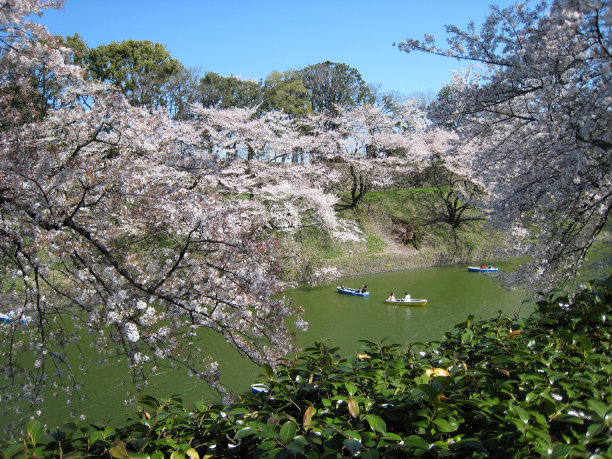 樱花在日本东京盛开图片下载